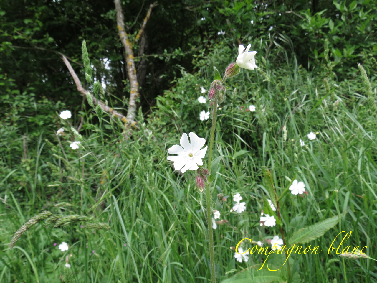 Silene latifolia 4084t